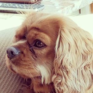 Meet your Posher, Louise